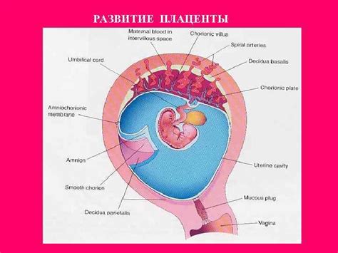 Развитие плаценты