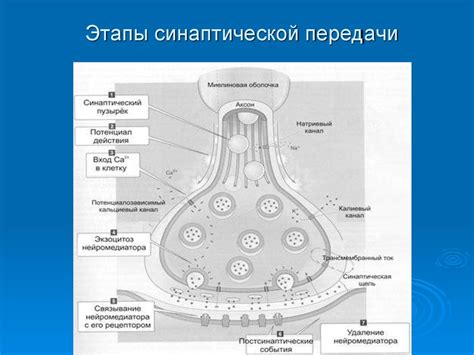 Развитие функциональности синапсов