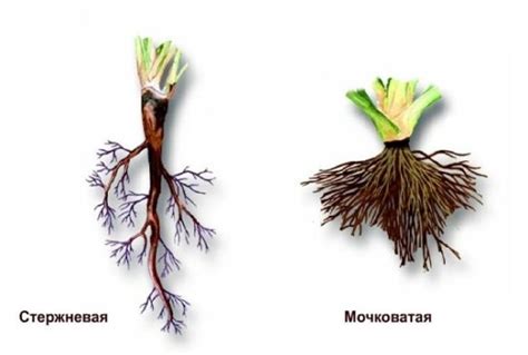 Разделение корневой системы