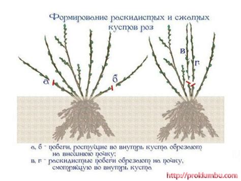 Разделение куста розы с использованием острой лопаты