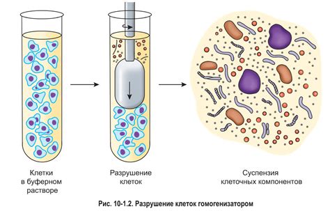 Разделение мяча на клетки