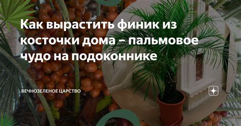 Разделение финика на косточку и мякоть