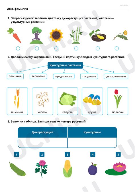 Разделяют растения на дикорастущие и культурные