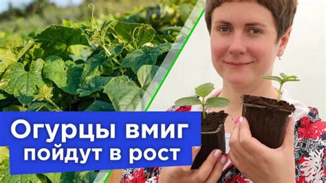 Раздел 1: Почему важно проверять всходы огурцов