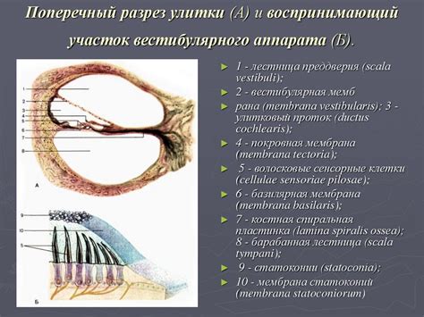 Раздел 1: Физиологические особенности слуха