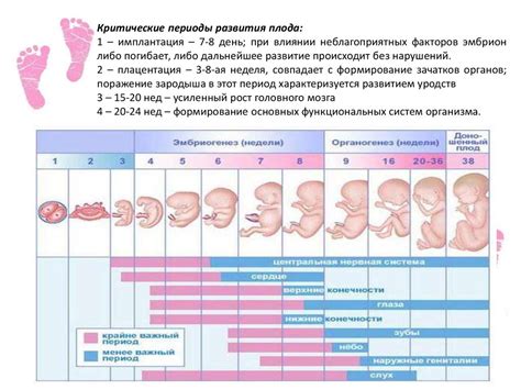 Раздел 1: Физиология беременности