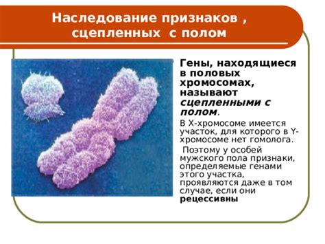 Раздел 2: Научное опровержение мифа о Y-хромосоме у женщин