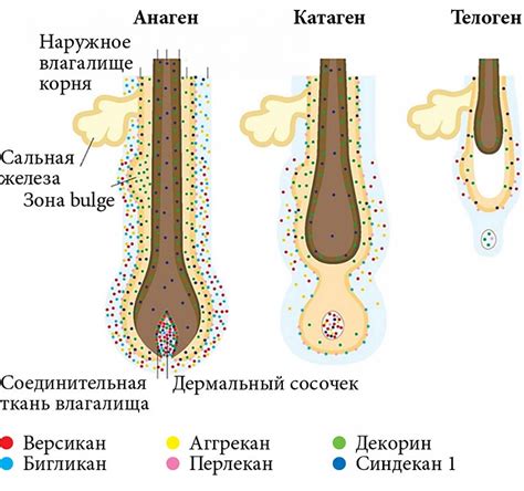 Раздел 2: Перевес волосяных фолликулов