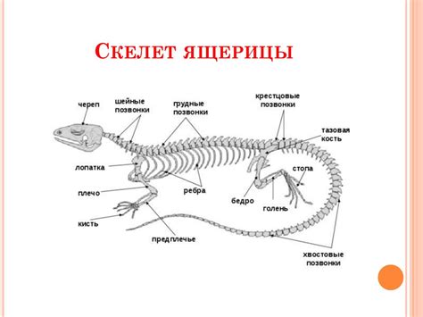 Раздел 2: Приобретение ящерицы и ее содержание