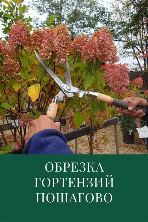 Раздел 3: Обрезка гортензии