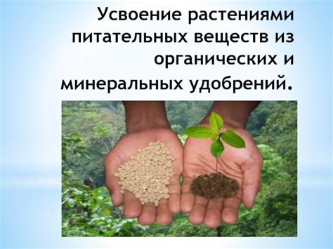 Раздел 3: Факторы, препятствующие усвоению минеральных веществ растениями