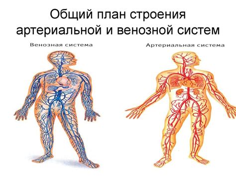 Раздел 4: Вино из изабеллы и сердечно-сосудистая система