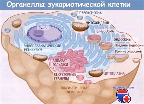 Раздел 4: Определение и раскрашивание каждой клетки