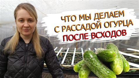 Раздел 4: Что нужно для проверки всходов огурцов