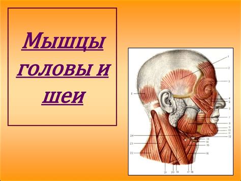 Раздел 5: Изготовление головы и шеи