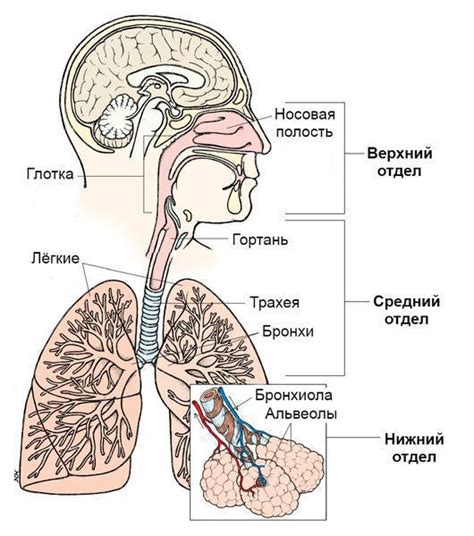 Раздражение дыхательных путей