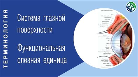 Раздражение относительно глазной поверхности