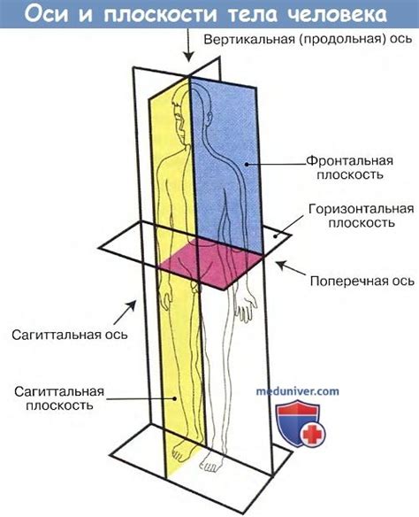 Различия в анатомии