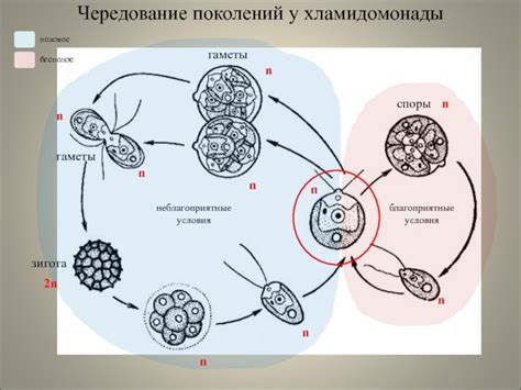 Различия в жизненных циклах зомби