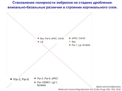 Различия в полярности