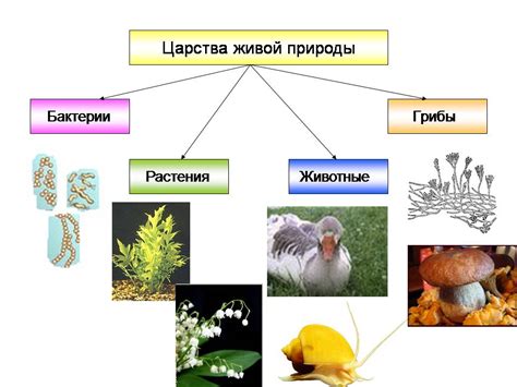 Различия в природе создания