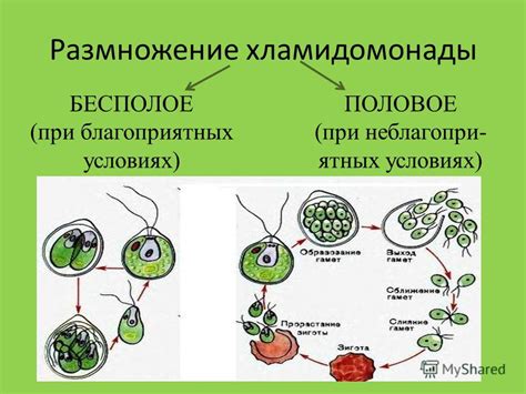 Различия в размножении