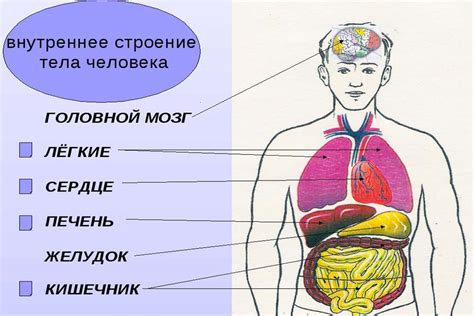 Различия в строении тела у разных людей