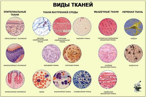 Различия в строении тканей и их влияние на физические свойства