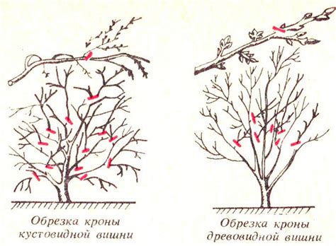 Различия в уходе и обрезке