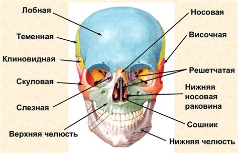 Различия в черепе