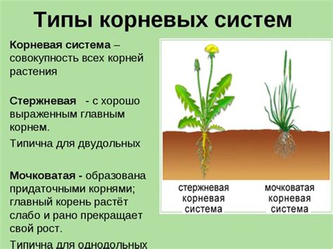 Различия между банановыми стеблями и деревьями