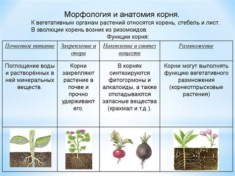 Различия между ризоидами и корнями растений