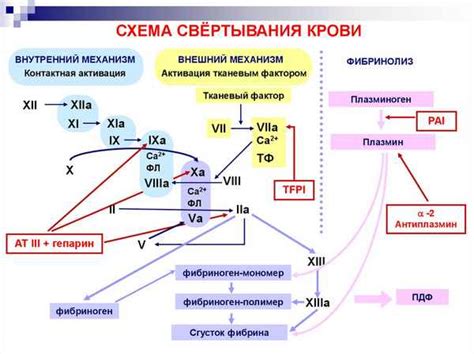 Различные стадии свертывания крови