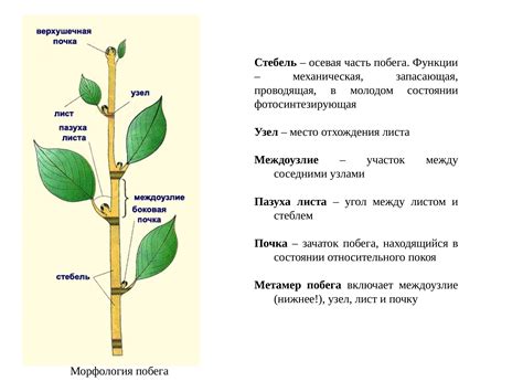 Размерение стебля