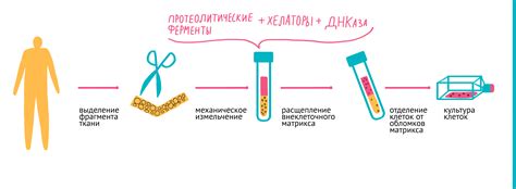 Размерность клеток и композиция