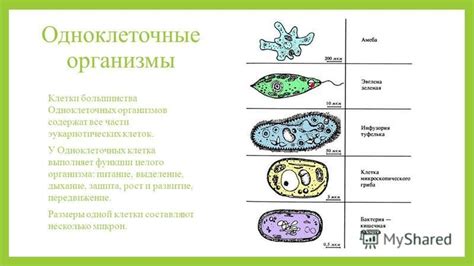 Размеры эукариотических организмов