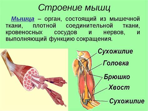 Размер и структура мышц