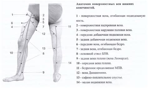 Разметка конечностей