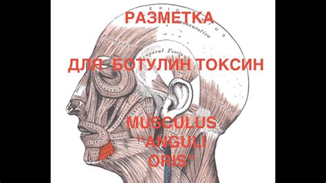 Разметка основных элементов рта