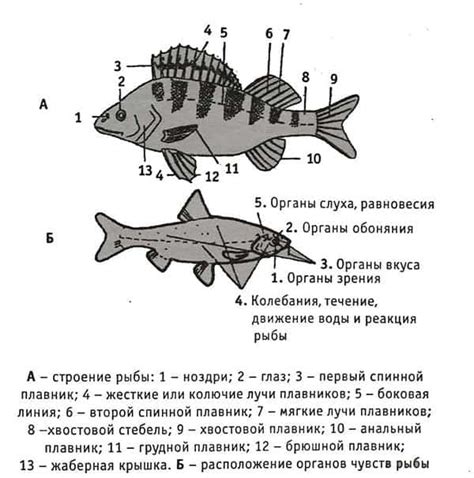 Разметка формы рыбы