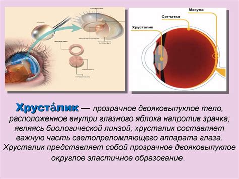 Размещение зрачка внутри зеницы