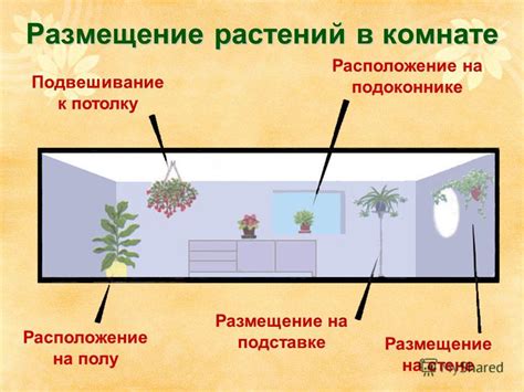 Размещение и установка растений в глебе