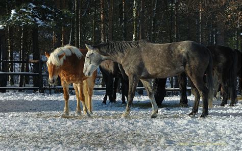 Размещение лошади в загоне