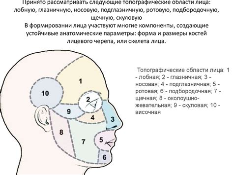 Размещение элементов лица и головы