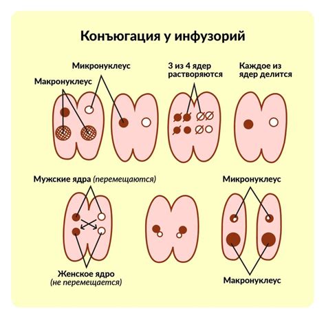 Размножение аллевейрутем (алевритем)