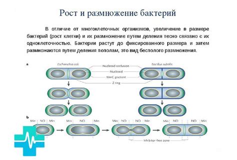 Размножение бактерий