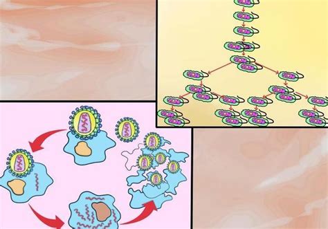 Размножение бактерий и вирусов