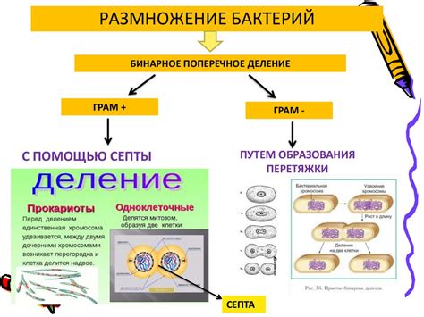 Размножение бактерий и микроорганизмов