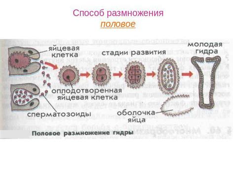 Размножение без риска: стратегия самооплодотворения