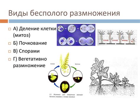 Размножение и откладка яиц